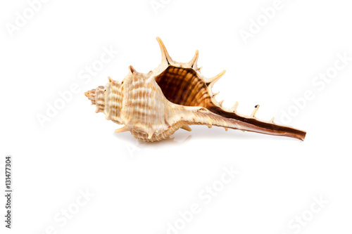 Murex trapa - seashell on a white background for isolation
