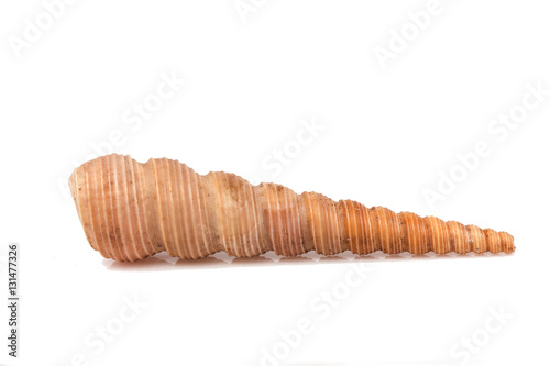 Terebridae - seashell on a white background for isolation