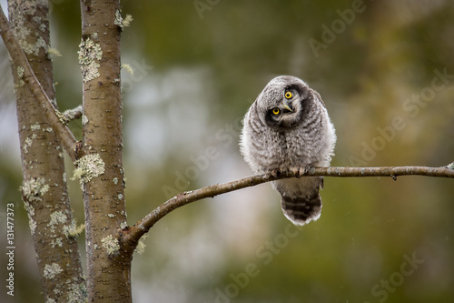 Juvenile Northern hawk-owl on branch