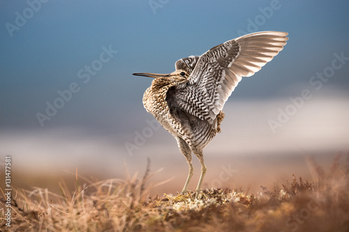 Great Snipe displaying clean background photo