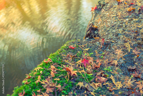 Colorful  Autumn maple leaf on the water   Filtered image proces