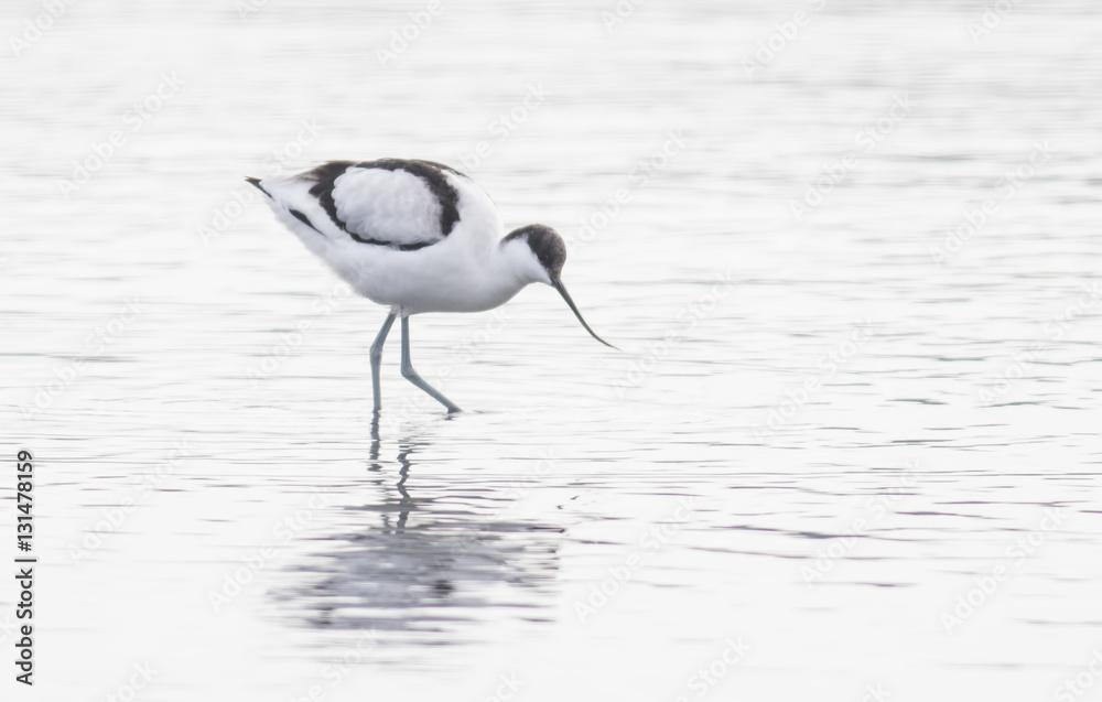 Obraz premium Pied Avocet