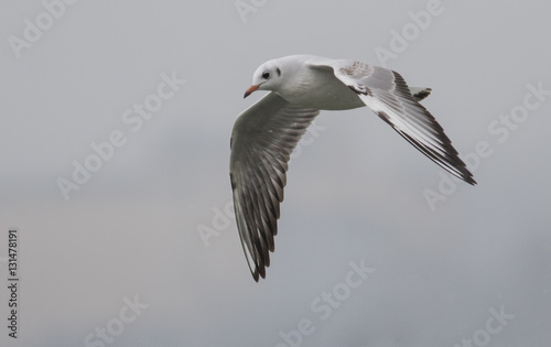 Black-headed Gull