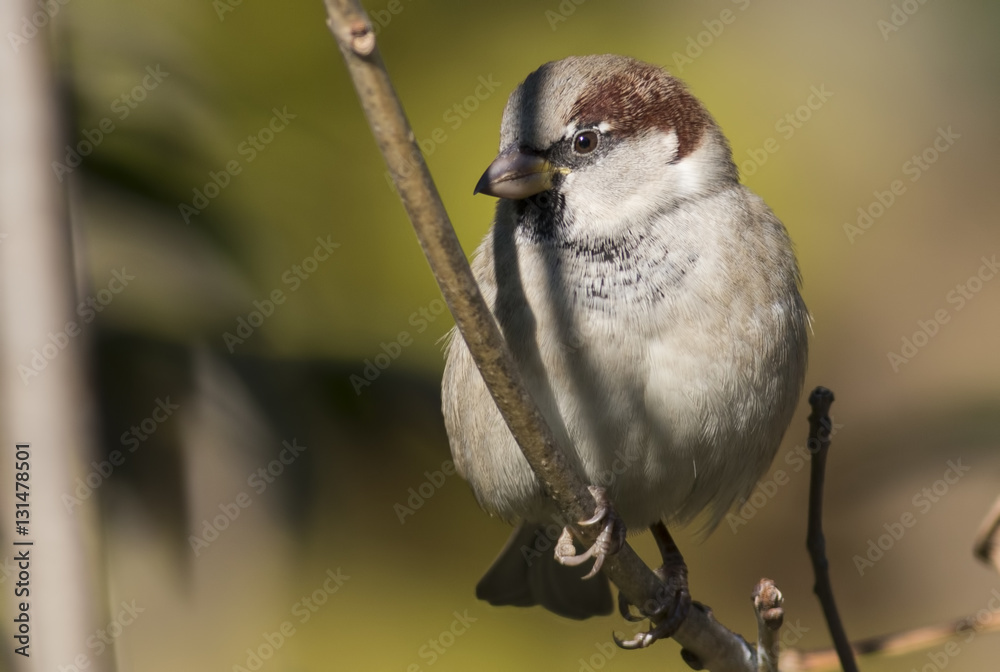 Naklejka premium Wróbel