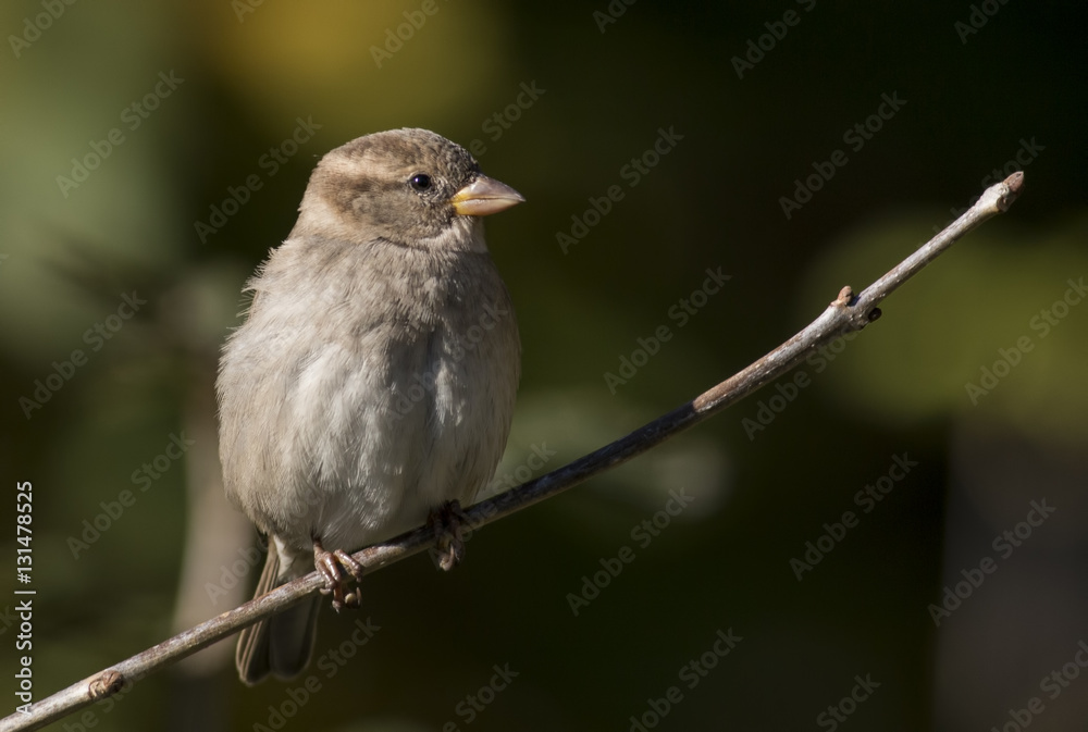 House sparrow