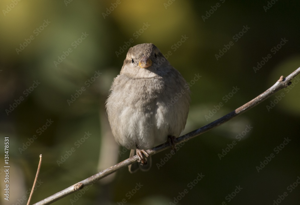 Fototapeta premium House sparrow