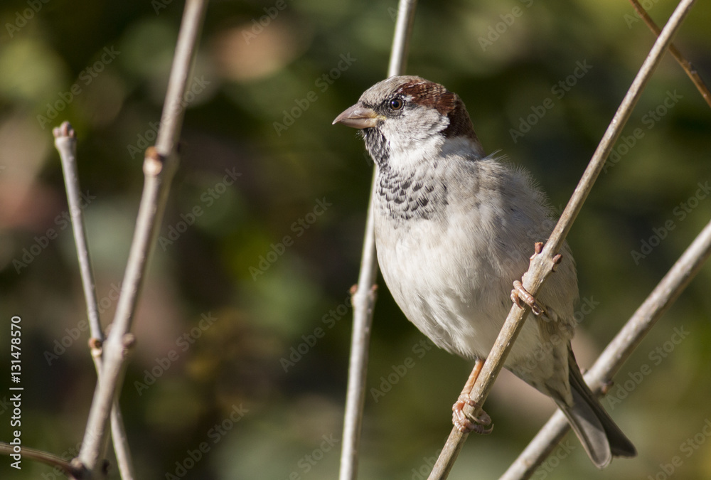 Obraz premium House sparrow