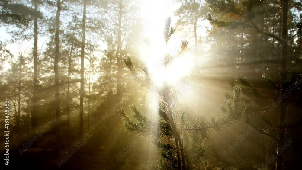 Morning sun in the forest