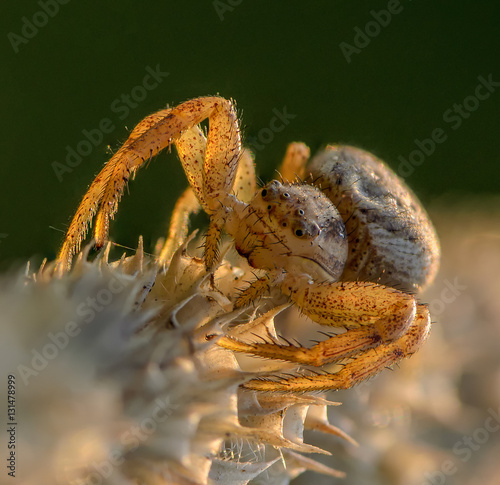 Small hair laterigrade spider photo