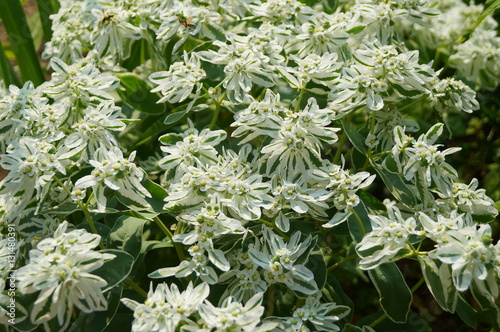 flowers grass flowers