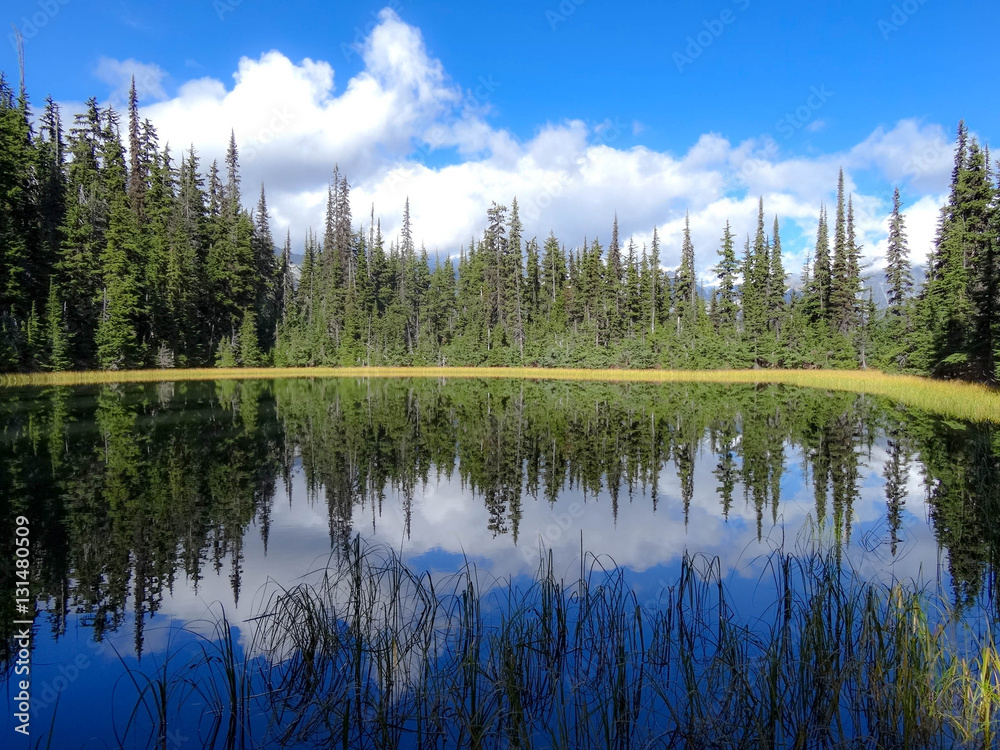 Forest reflection