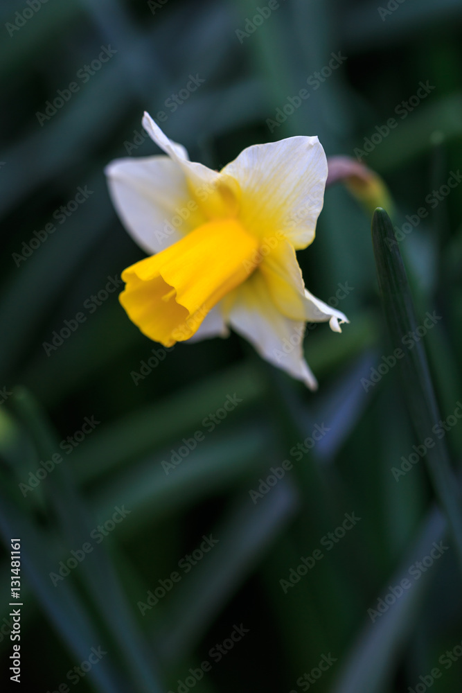 Fototapeta premium 水仙の花