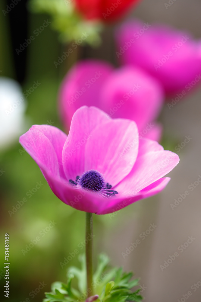 アネモネの花 アネモネの花