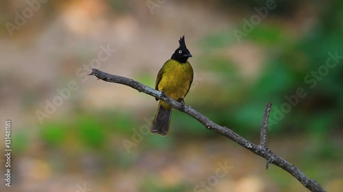 Beautiful bird Black-crested Bulbul , Pycnonotus melanicterus  perched on a branch photo