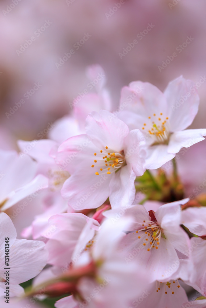 桜の花