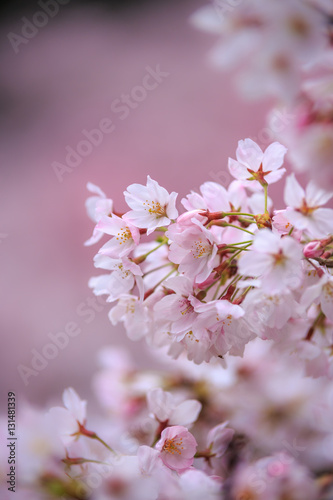 桜の花