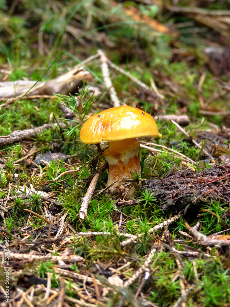 Fototapeta premium Suillus mashroom growing in the forest.