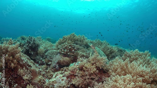 Wallpaper Mural Hawksbill turtle on a colorful coral reef. 4k footage Torontodigital.ca