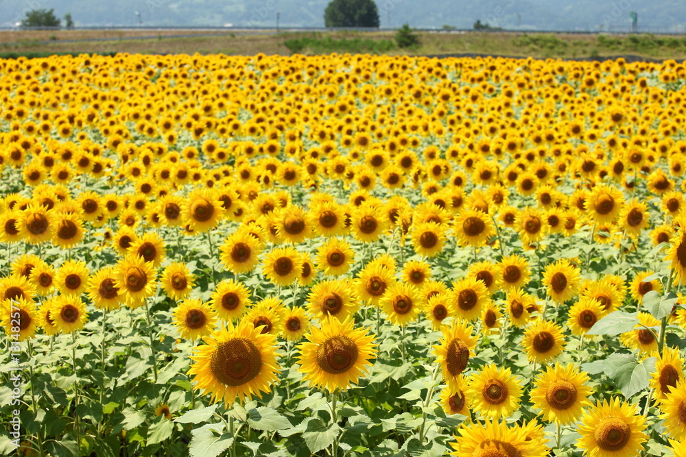 Obraz premium ひまわり畑