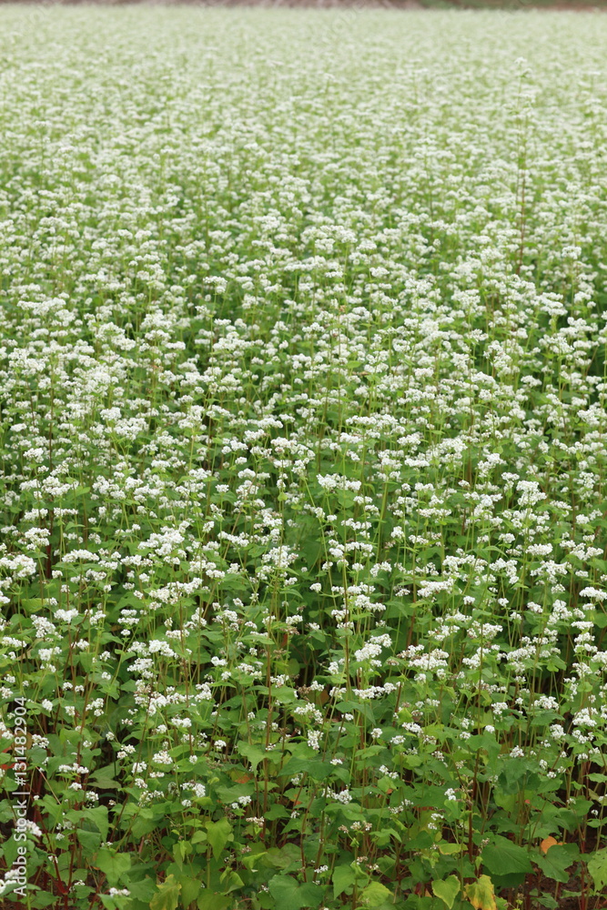 花が満開の蕎麦畑 花が満開の蕎麦畑