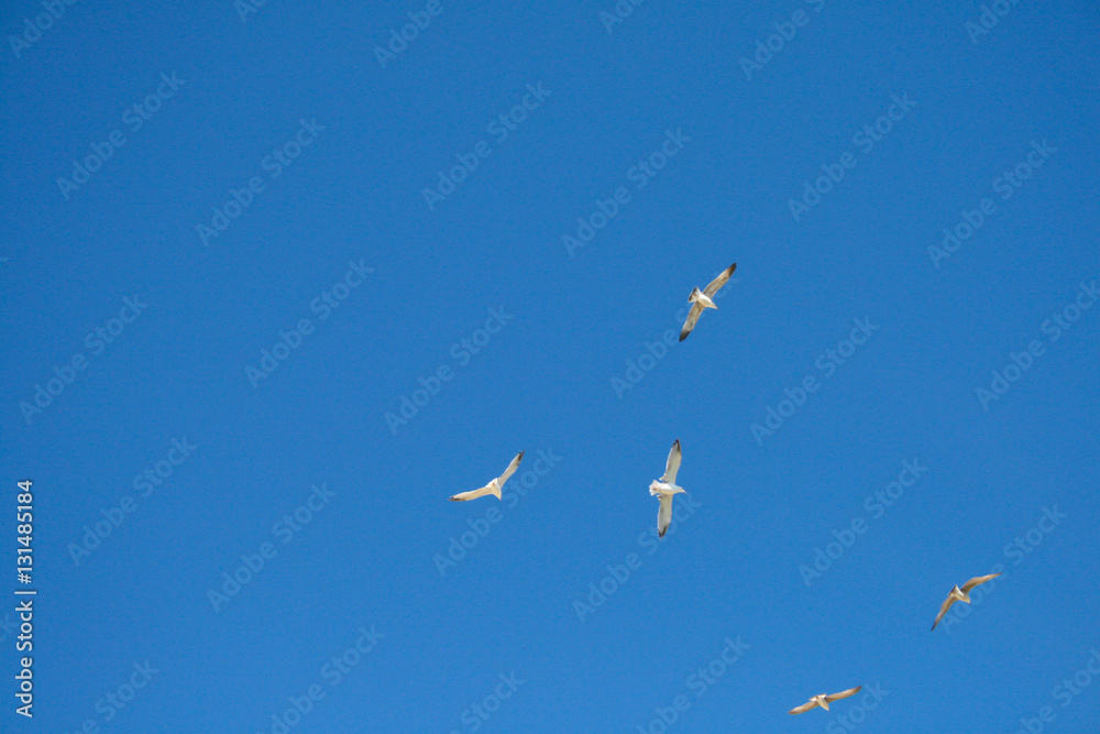 A flock of seagulls in the sky