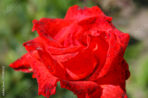 Red Rose on the Branch in the Garden