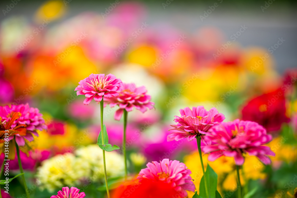 Beautiful pink flowers on green grass background.