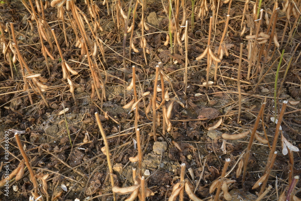 Soja coupé trop haut (pertes))