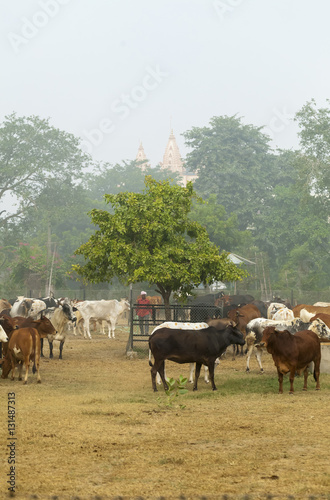 Fototapeta Naklejka Na Ścianę i Meble -  Cows on a farm in India. India, Vrindavan, November 2016