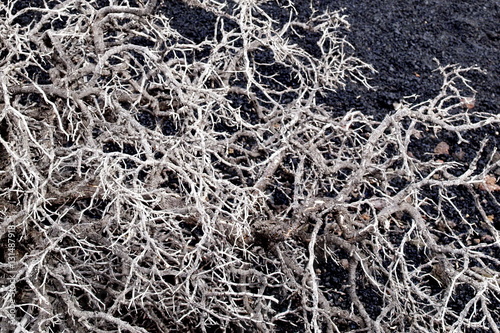 Texture withered shrub in volcanic soil
