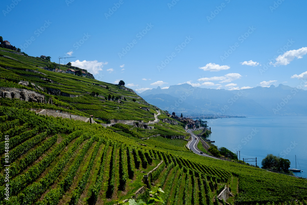 Vineyards in Lavaux region, Switzerland.