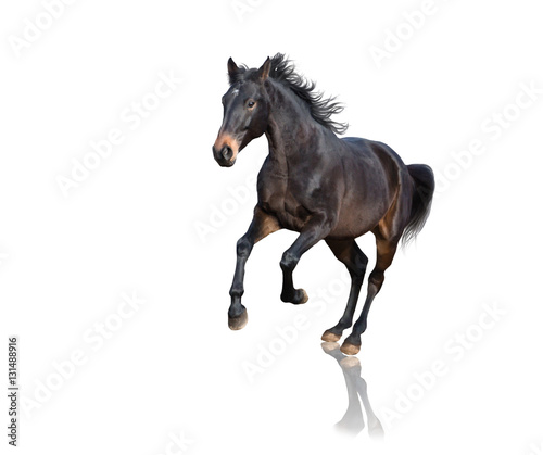Isolate of brown horse running on white background