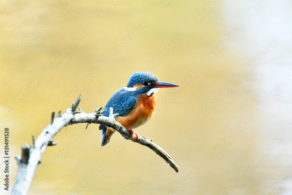 Fototapeta premium 止まり木のカワセミ