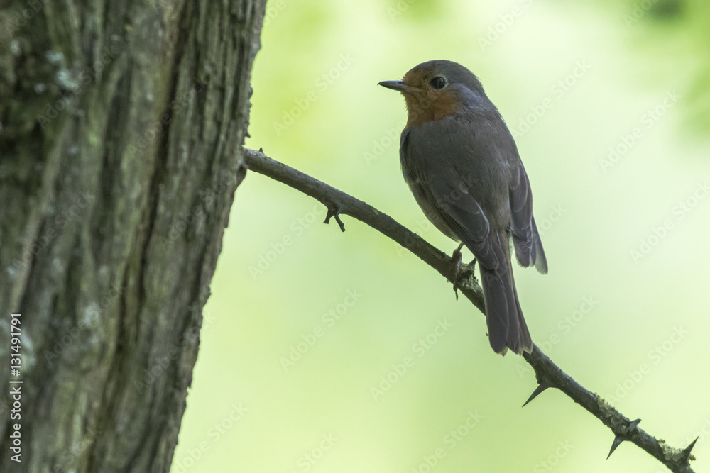 Rotkehlchen (Erithacus rubicula)