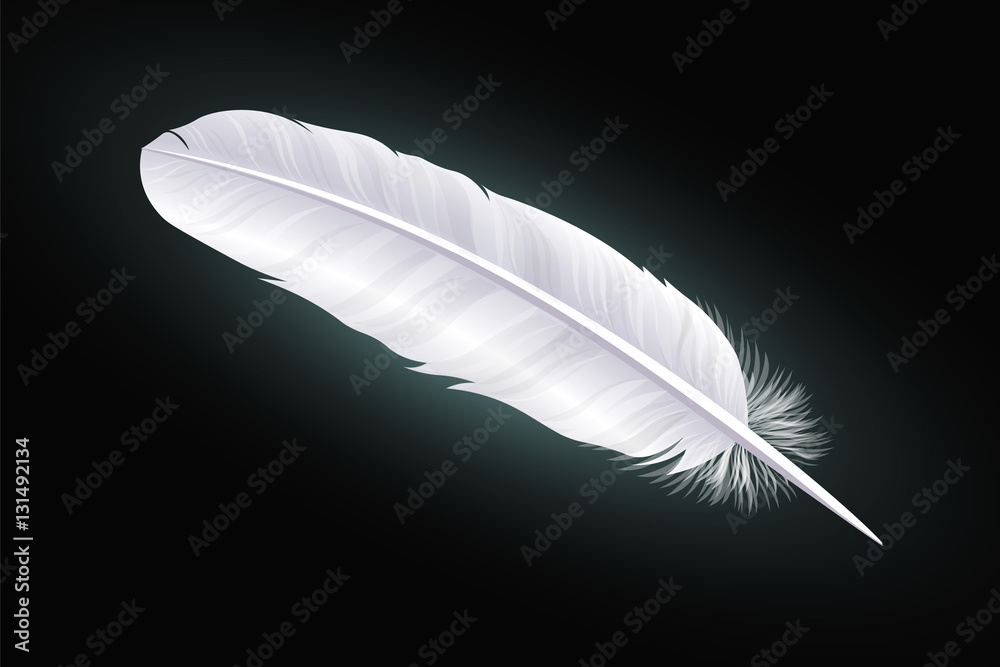White feather on a black background. Vector