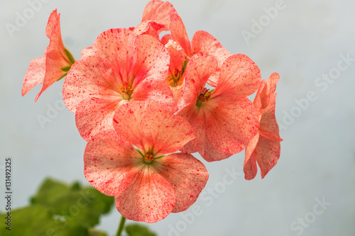 Fototapeta Naklejka Na Ścianę i Meble -  blooming bouquet of pink geranium speckled flowers on light grey background