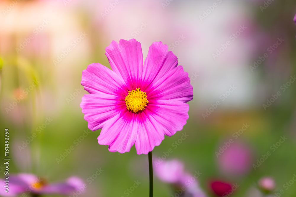 Pink flowers cosmos bloom beautifully to the morning light. Pink flowers cosmos bloom beautifully to the morning light.
