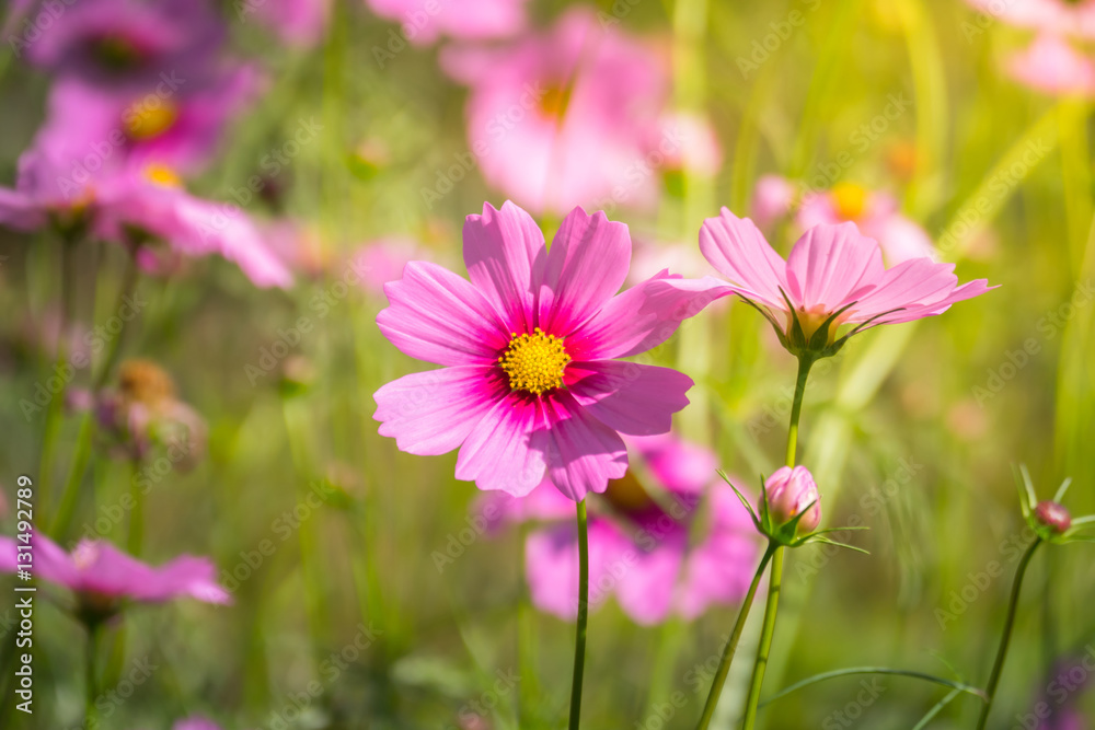 Pink flowers cosmos bloom beautifully to the morning light. Pink flowers cosmos bloom beautifully to the morning light.