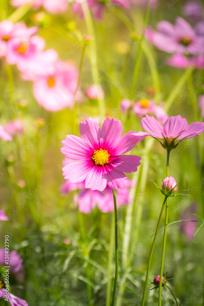 Pink flowers cosmos bloom beautifully to the morning light.