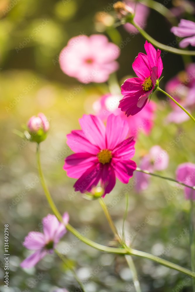 Pink flowers cosmos bloom beautifully to the morning light. Pink flowers cosmos bloom beautifully to the morning light.