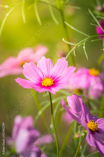 Pink flowers cosmos bloom beautifully to the morning light.