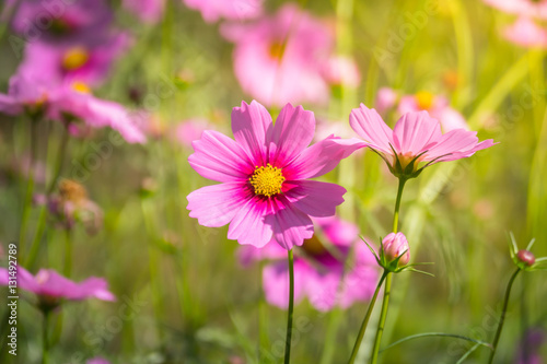 Pink flowers cosmos bloom beautifully to the morning light.