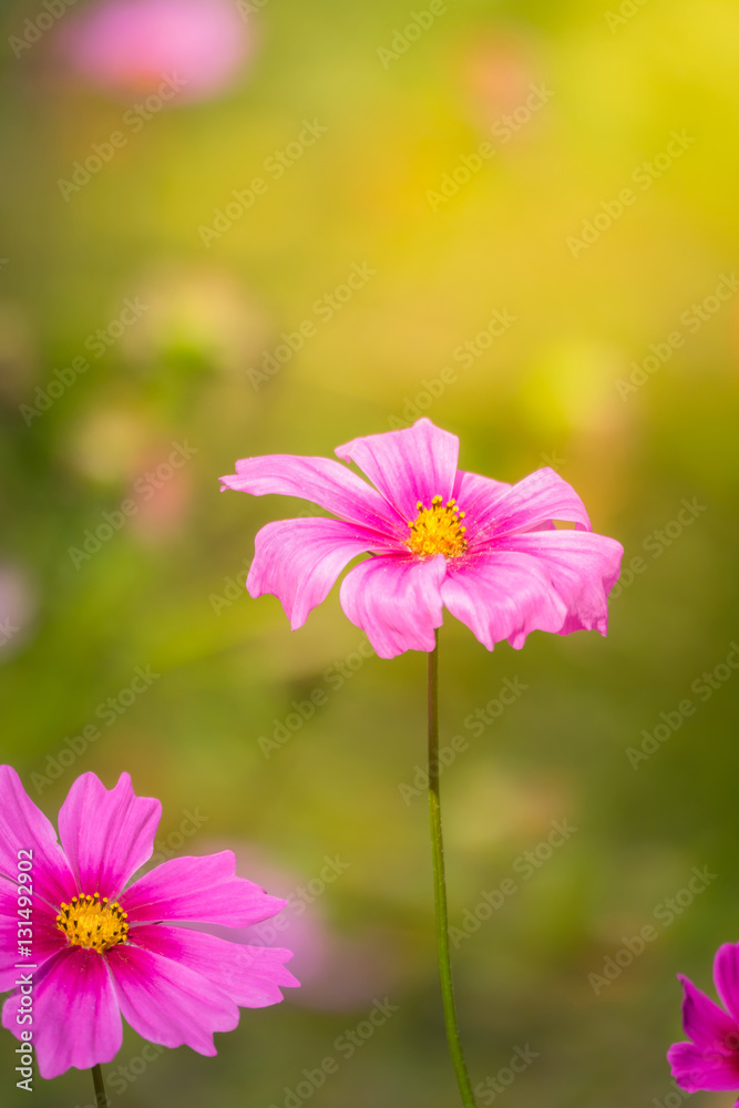 Pink flowers cosmos bloom beautifully to the morning light. Pink flowers cosmos bloom beautifully to the morning light.