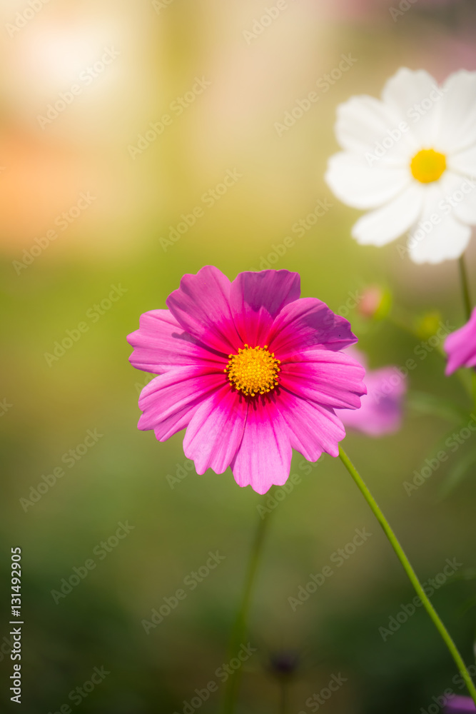 Pink flowers cosmos bloom beautifully to the morning light. Pink flowers cosmos bloom beautifully to the morning light.