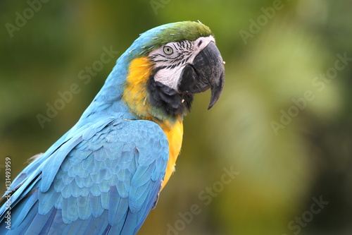 parrot