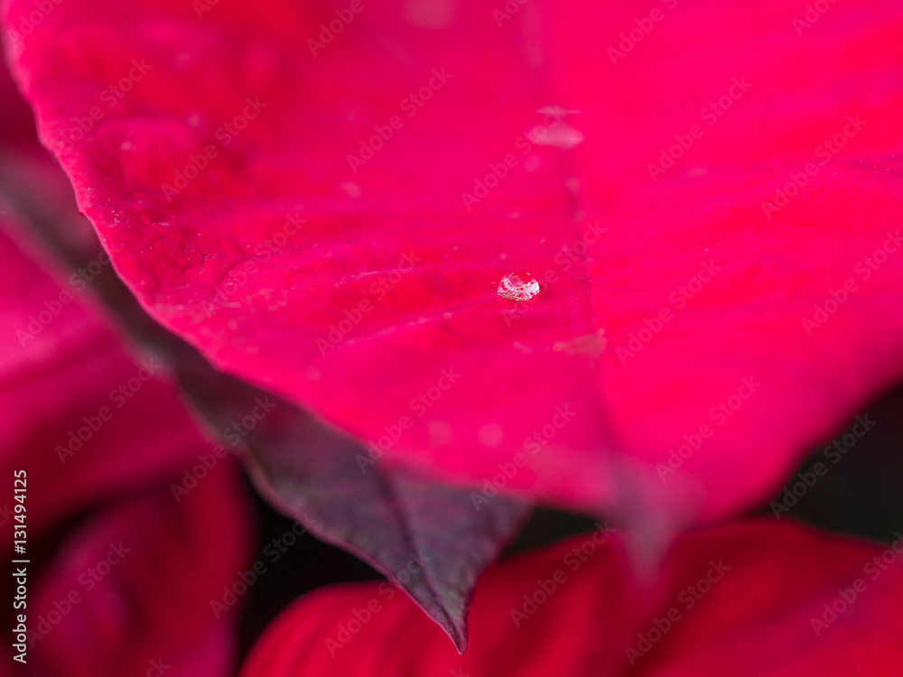 Fototapeta premium One Water Drop on Red Leaf