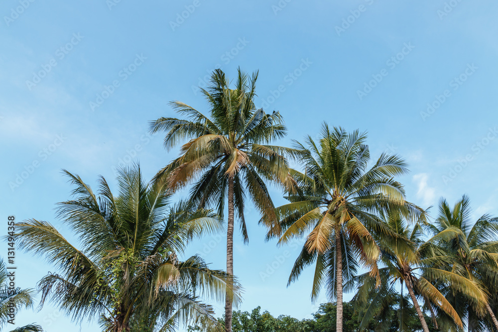 Leaves of coconut tree on sky background