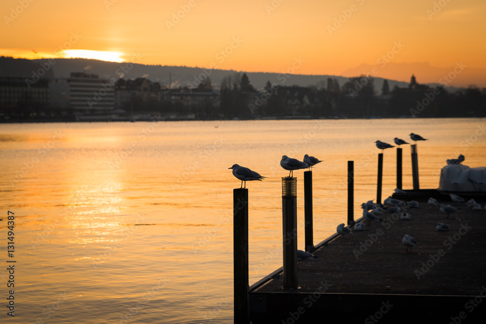 Seagulls in Zurich, Switzerland
