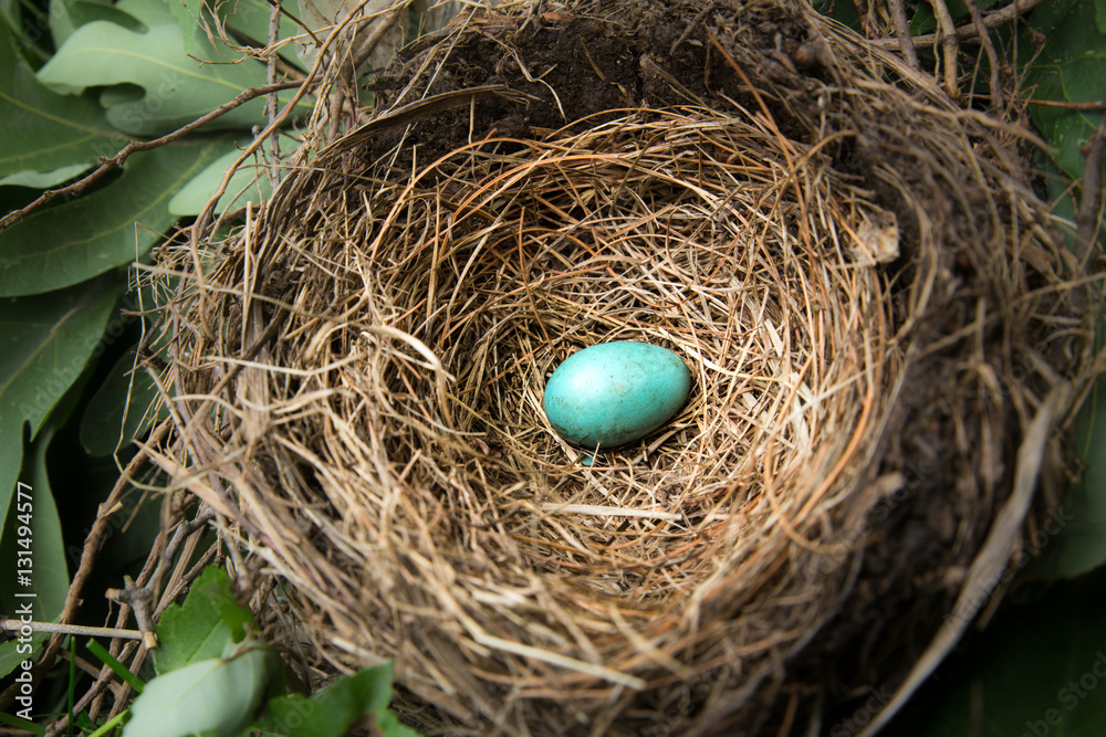 Nature image of robin's egg in nest Nature image of robin's egg in nest