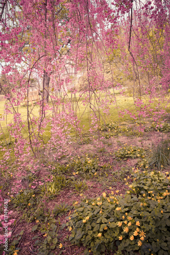 Beautiful spring nature landscape with weeping flowering cherry blossoms